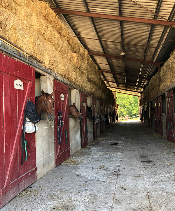 ecuries-centre-equestre-jumenterie ecurie jumenterie bergerac