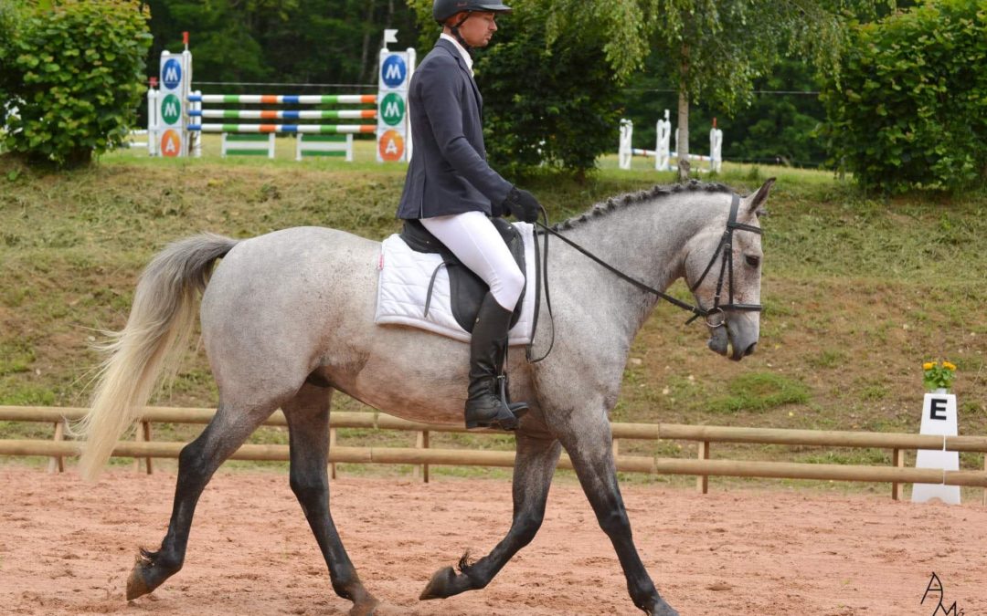 Cheval à prendre en demi-pension : Disco Conti