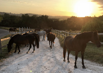 poney cheval jumenterie bergerac