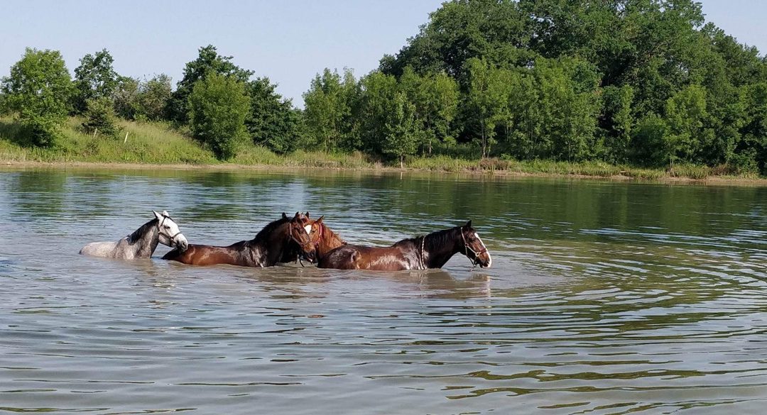 equitation vacances ete dordogne bergerac